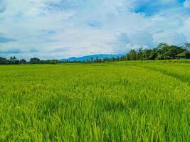 panoramisch visie van groen rijst- velden en mooi blauw lucht in Indonesië. foto