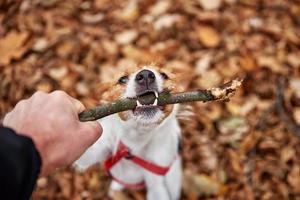 hond Speel met een Afdeling in herfst Woud foto