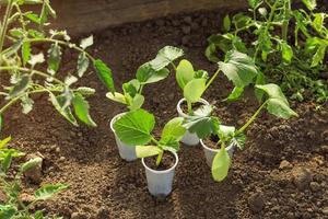 zaailingen van courgette in plastic cups aan het wachten naar worden getransplanteerd naar de grond foto