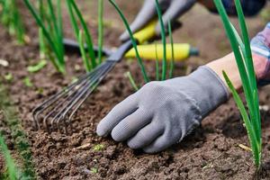 tuinman handen Wieden ui in tuin foto