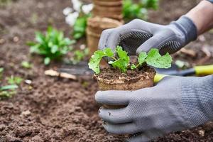 tuinman handen plukken en aanplant groente fabriek in de tuin foto