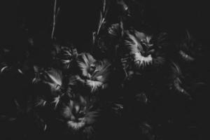 zwarte en witte bloemen foto