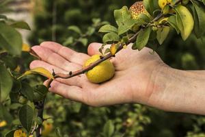 wild kweepeer. de fruit van een wildgroeiend kweepeer in de hand- van een middelbare leeftijd vrouw. foto