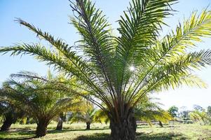 palm boom in de palm tuin met mooi palm bladeren natuur en zonlicht ochtend- zon, palm olie plantage groeit omhoog landbouw voor landbouw Azië foto