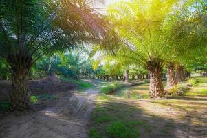 palm boom in de palm tuin met mooi palm bladeren natuur en zonlicht ochtend- zon, palm olie plantage groeit omhoog landbouw voor landbouw Azië foto