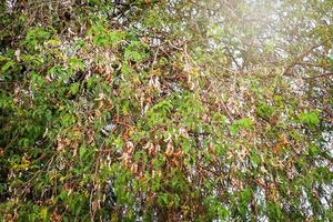 tamarinde fruit hangen Aan de boom Afdeling tamarinde boom foto