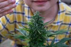 Azië vrouw ruiken marihuana bloem Bij de hennep plantage foto