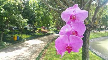 Purper orchidee bloem met schaduwrijk bomen en meer in achtergrond. bokeh achtergrond. foto