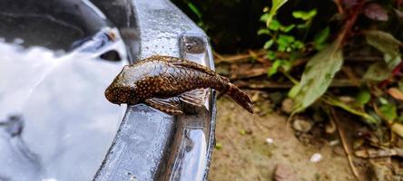 hypostomus plecostomus of loricariidae, zijn aquarium schoonmaak vis. foto