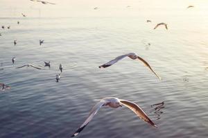 meeuwen vliegend in de zee Bij zonsondergang foto