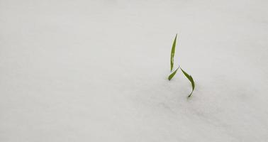 spruit van onder de sneeuw foto