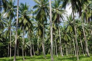 kokosnoot bomen in tropisch tuin foto
