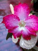 roze bloemen met vers water dressing foto