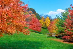 kleurrijke herfstbladeren groen, geel, oranje, rood foto