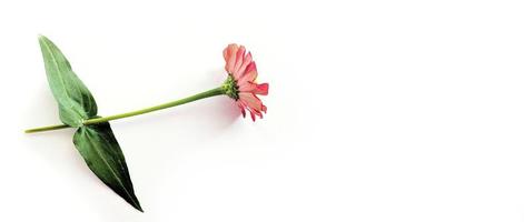 bloem zinnia rood geïsoleerd Aan zwart achtergrond foto