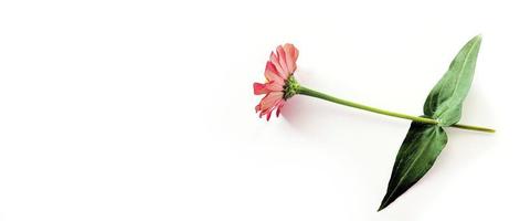 bloem zinnia rood geïsoleerd Aan zwart achtergrond foto
