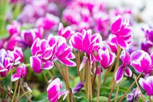 roze cyclamenbloemen in tuin foto