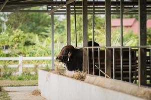 zuivel koeien in een boerderij. koeien aan het eten hooi in de stal in stal. boerderij concept. foto