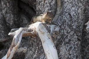 schattig eekhoorn Aan een boom Afdeling foto