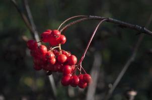 rood bessen in herfst foto