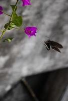 zwart vlinder vliegend in de omgeving van bloemen foto