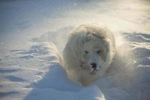 hond in de sneeuw. wandelen met huisdier. hond met wit haar in de winter in het park. foto