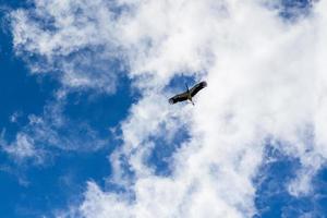 ooievaar stijgend in de blauw lucht met wit wolken foto