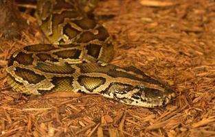 omhoog dichtbij en persoonlijk met een Birmees Python foto