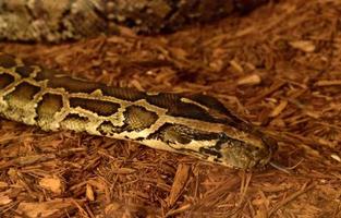 groot Birmees Python met haar slang uit foto