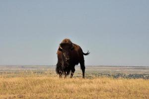Amerikaans buffel zwiepen zijn staart in de zomer warmte foto