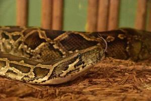 Birmees Python slang plakken zijn tong uit foto