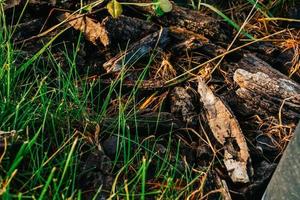 vers groen spruiten van maïs in voorjaar Aan de veld, zacht focus. groeit jong groen maïs zaailing spruiten in gecultiveerd agrarisch boerderij veld. agrarisch tafereel met maïs spruiten in bodem. foto