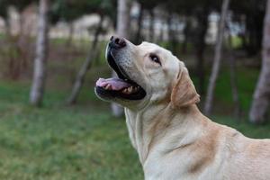 labrador Aan een wandelen in de park foto