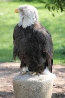 een dichtbij omhoog van een Amerikaans kaal adelaar foto