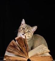 grijs katje Schots Rechtdoor chinchilla zit in de buurt een Open boek Aan een zwart achtergrond foto