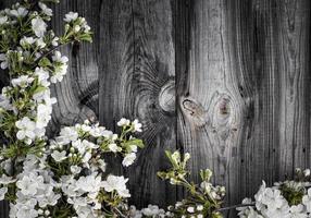 kers takken met wit bloeiend bloemen foto