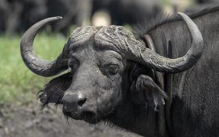 een water buffel in Botswana. foto