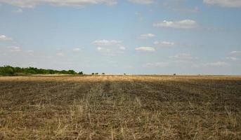 tarwe veld- tegen de lucht, stengels plakken uit van de grond foto