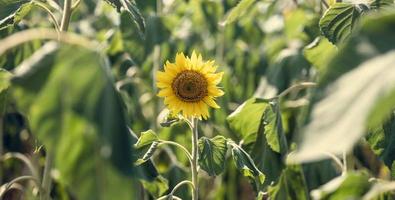 veld- met bloeiend zonnebloemen Aan een zomer dag foto