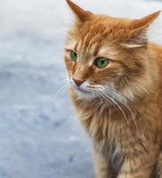 portret van een rood pluizig kat met groen ogen foto