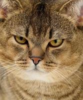 portret van een volwassen rechte oren Schots grijs kat, dichtbij omhoog foto