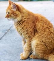 volwassen rood pluizig kat zit Aan de straat zijwaarts foto
