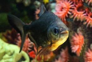 zwartvintonijn pacu vis cachama of zwart pacu tambaqui - kolosoma macropomum foto