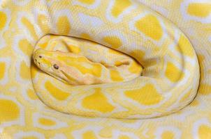 gouden Python geel slang aan het liegen structuur achtergrond albino Birmees Python foto