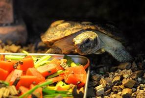 Afrikaanse pannenkoek schildpad aan het eten voeden voedsel malacochersus tornieri foto