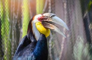 gekroond neushoornvogel groot bek kleurrijk vogel zittend Aan Afdeling boom in de nationaal park foto