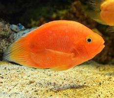 vis bloed papegaai cichlid oranje Afrikaanse cichlid vis zwemmen onderwater- aquarium foto