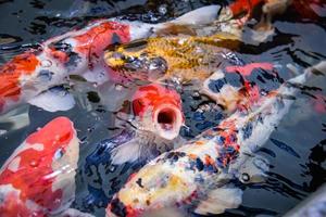 kleurrijk luxe koi vis Aan de oppervlakte water karper vis zwemmen foto
