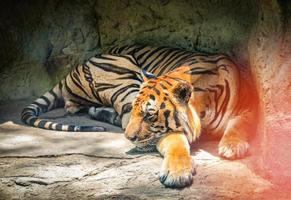 Bengalen tijger - Koninklijk tijger aan het liegen slaap in holte grot in de nationaal park foto