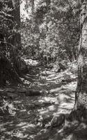 wandelpad in tablemountain nationaal park, kaapstad, zuid-afrika. foto